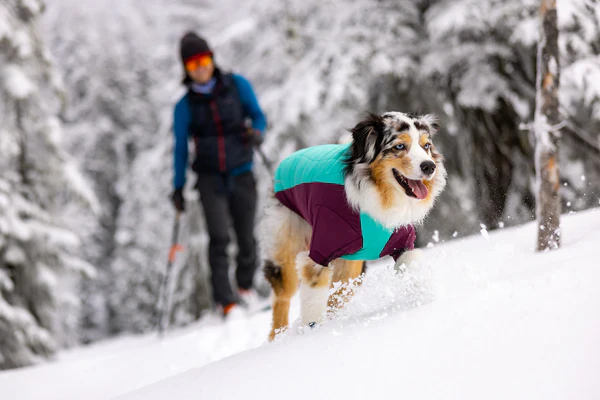 Ruffwear - Powder Hound Jacket - Aurora Teal - Image 4
